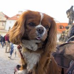 Cavalier King Charles Spaniel.